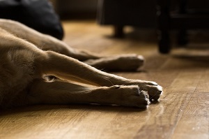 Kratzer im Parkett durch Hunde