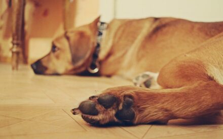 Hunde Kratzer ins Parkett