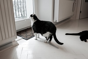 Kratzer im Parkett durch Katzen